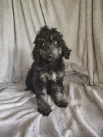 Sully, a male Poodle - Standard  for sale in Stoutland, MO – 1 of 8