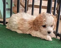 Trixie, a female Cavachon for sale in Stoutland, MO – 10 of 10