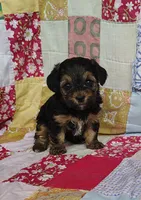 Cici, a female Yorkipoo for sale in Stoutland, MO – 3 of 9