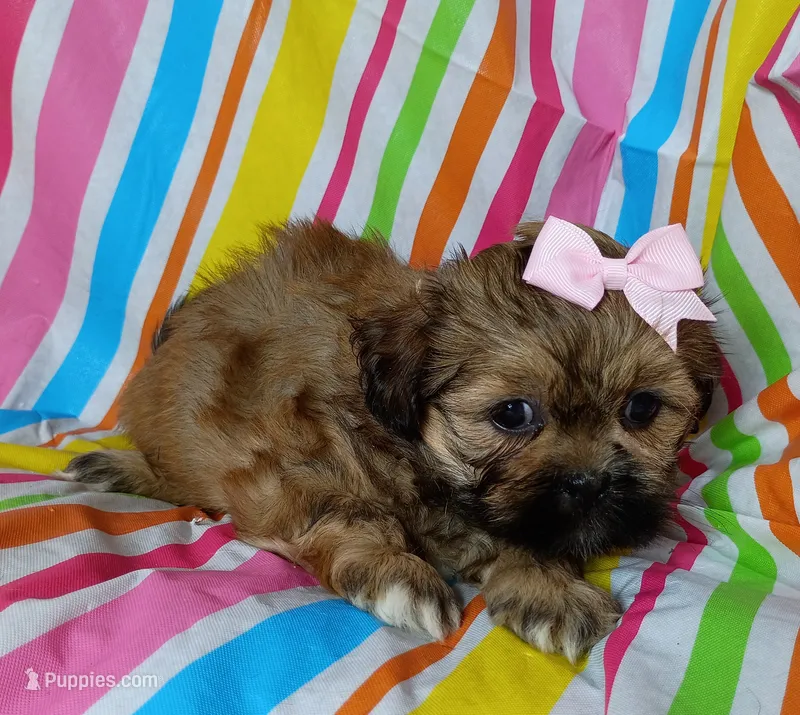 Cora – Shih Tzu puppy for sale in Stoutland, MO