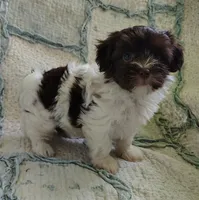 Candy, a female Havanese for sale in Stoutland, MO – 2 of 4