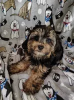 Cici, a female Yorkipoo for sale in Stoutland, MO – 5 of 7