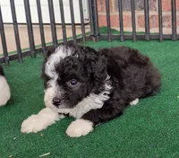 Lady, a female Poodle - Miniature  and Miniature Aussiedoodle for sale in Stoutland, MO – 4 of 8