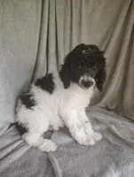 Sonny, a male Poodle - Standard  for sale in Stoutland, MO – 7 of 9