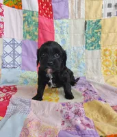 Amanda , a female Cavapoo and Poodle - Miniature  for sale in Stoutland, MO – 6 of 8