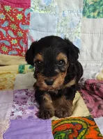 Daniel, a male Yorkipoo for sale in Stoutland, MO – 3 of 10