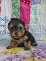 Nick, a male Maltipoo and Yorkshire Terrier for sale in Stoutland, MO – 1 of 9