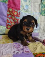 Daniel, a male Yorkipoo for sale in Stoutland, MO – 1 of 10