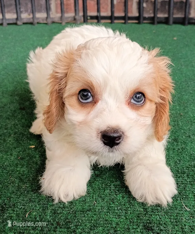 Tracie – Cavachon puppy for sale in Stoutland, MO