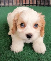 Tracie, a female Cavachon for sale in Stoutland, MO – 1 of 10