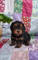 Dede, a female Yorkipoo for sale in Stoutland, MO – 2 of 10