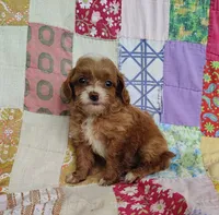 Alexa, a female Cavapoo and Poodle - Miniature  for sale in Stoutland, MO – 6 of 8