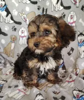 Michael, a male Yorkipoo for sale in Stoutland, MO – 6 of 7