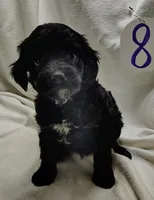 Aiden, a male Cavapoo for sale in Stoutland, MO – Photo 1 of 6