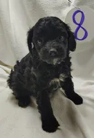 Aiden, a male Cavapoo for sale in Stoutland, MO – Photo 5 of 6