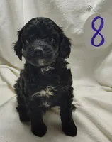Aiden, a male Cavapoo for sale in Stoutland, MO – Photo 3 of 6