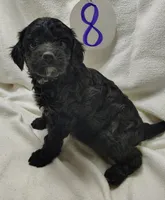 Aiden, a male Cavapoo for sale in Stoutland, MO – Photo 6 of 6
