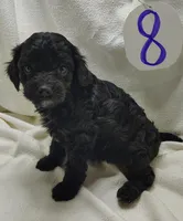 Aiden, a male Cavapoo for sale in Stoutland, MO – Photo 4 of 6