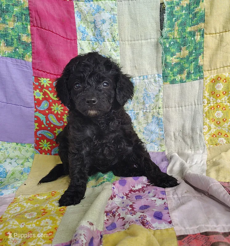 Alex – Cavapoo, Poodle - Miniature  puppy for sale in Stoutland, MO