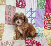 Alexa, a female Cavapoo and Poodle - Miniature  for sale in Stoutland, MO – 5 of 8