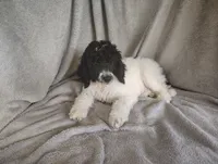 Sonny, a male Poodle - Standard  for sale in Stoutland, MO – 9 of 9