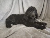 Stephanie, a female Poodle - Standard  for sale in Stoutland, MO – 6 of 9