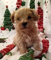 Marcus, a male Maltipoo for sale in Stoutland, MO – 2 of 7