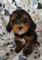 Samuel, a male Yorkipoo for sale in Stoutland, MO – 3 of 8