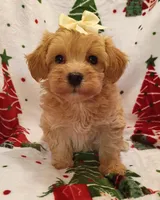 Maddie, a female Maltipoo for sale in Stoutland, MO – 3 of 7