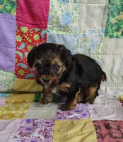 Cici, a female Yorkipoo for sale in Stoutland, MO – 5 of 9