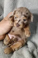 Charming, a male Poodle - Miniature  and Miniature Aussiedoodle for sale in Stoutland, MO – 2 of 4