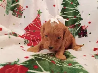 Taylor, a female Cavapoo for sale in Stoutland, MO – 4 of 4
