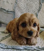 Trevor, a male Cavachon for sale in Stoutland, MO – 8 of 9