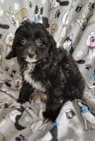 Allen, a male Cavapoo and Poodle - Miniature  for sale in Stoutland, MO – 6 of 7
