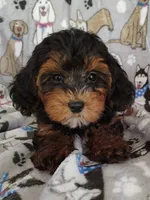 Samuel, a male Yorkipoo for sale in Stoutland, MO – 5 of 8