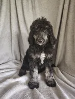 Sarah, a female Poodle - Standard  for sale in Stoutland, MO – 6 of 7