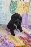 Amanda , a female Cavapoo and Poodle - Miniature  for sale in Stoutland, MO – 2 of 8