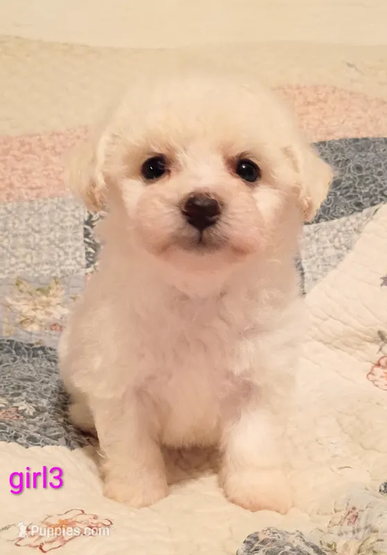 Kaykay – Bichon Frise puppy for sale in Stoutland, MO