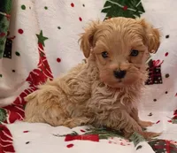 Marcus, a male Maltipoo for sale in Stoutland, MO – 7 of 7