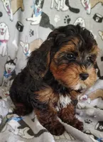 Samuel, a male Yorkipoo for sale in Stoutland, MO – 4 of 8