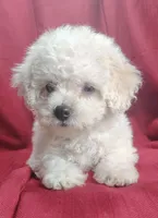Barbie, a female Bichpoo for sale in Stoutland, MO – Photo 1 of 4