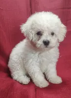 Barbie, a female Bichpoo for sale in Stoutland, MO – Photo 2 of 4