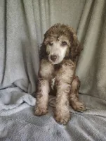 Sylvester , a male Poodle - Standard  for sale in Stoutland, MO – 3 of 5