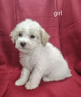 Bella, a female Bichpoo for sale in Stoutland, MO – Photo 3 of 3