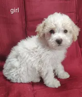 Bella, a female Bichpoo for sale in Stoutland, MO – Photo 2 of 3