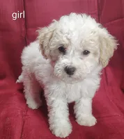 Bella, a female Bichpoo for sale in Stoutland, MO – Photo 1 of 3