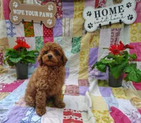 Theodore , a male Poodle - Miniature  for sale in Stoutland, MO – 1 of 5