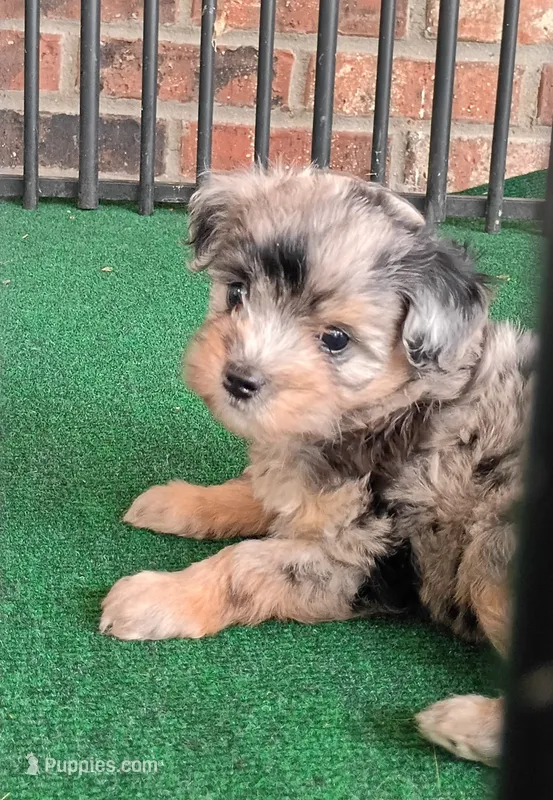 Kristoff  – Poodle - Miniature , Miniature Aussiedoodle puppy for sale in Stoutland, MO