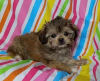Lincoln, a male Havanese and Shih Tzu for sale in Stoutland, MO – 2 of 2