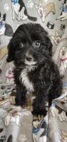 Allen, a male Cavapoo and Poodle - Miniature  for sale in Stoutland, MO – 7 of 7
